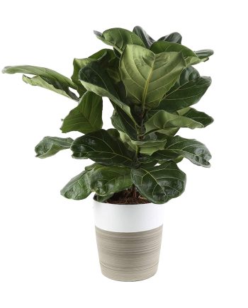Pet Friendly Plant