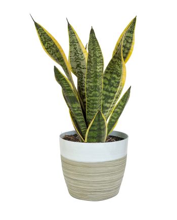 Succulent Plant